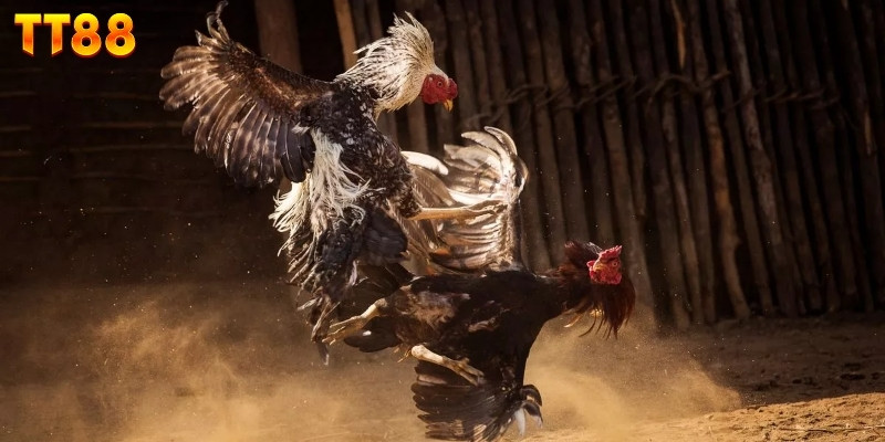 Hình thức đá gà c1 được quan tâm nhiều