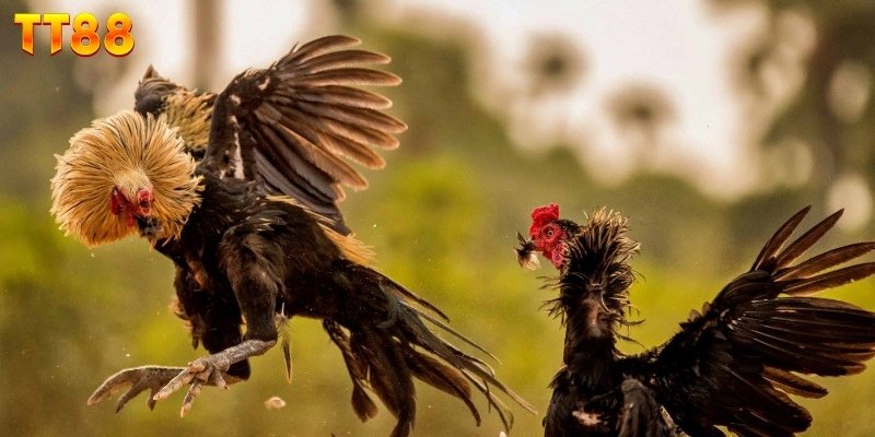 Yếu tố quyết định kết quả đá gà