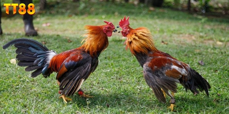 Cách thức tổ chức nhanh gọn, dễ tiếp cận