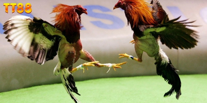 Lợi ích thiết thực khi trải nghiệm đá gà