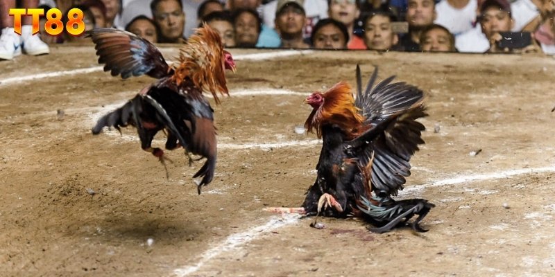 Lưu ý cần biết khi tiếp cận đá gà c2