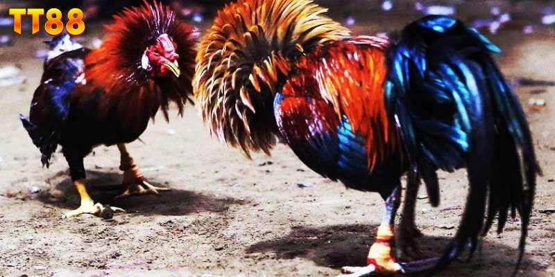 Nhịp độ nhanh tạo sức hút trận đá gà cựa sắt