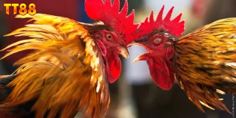 Khái quát mô hình đá gà trực tuyến hiện nay